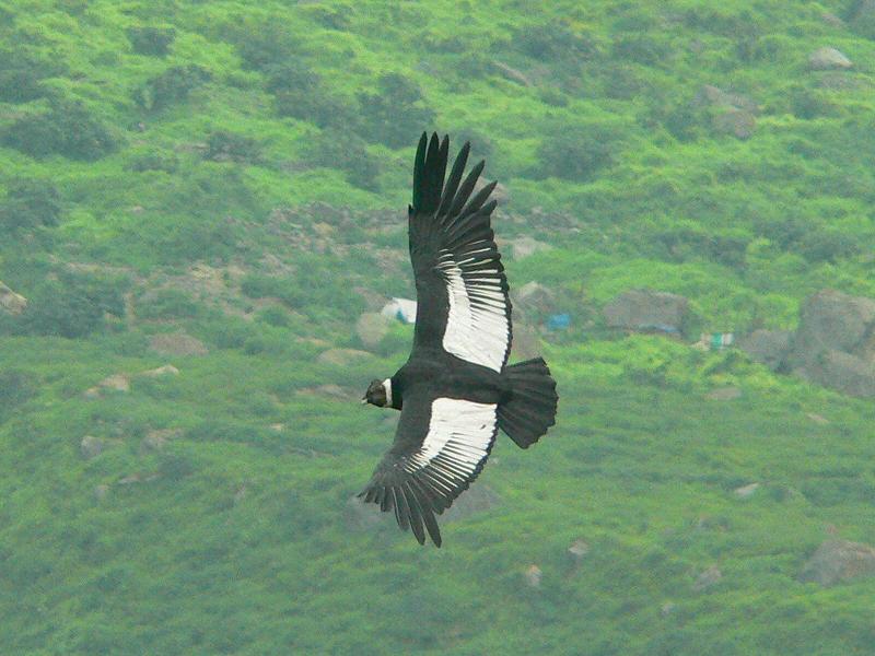 Andean_Condor_2