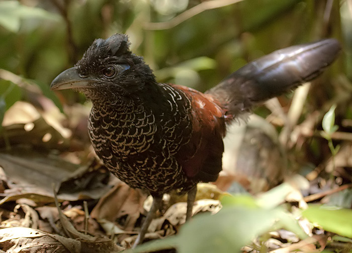 Banded-Ground-cuckoo-Dusan-Brinkhuizen_SB3_(3)