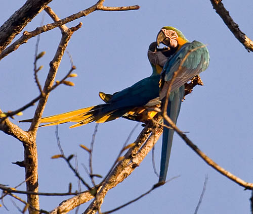 Blue-and-yellow_Macaw_R