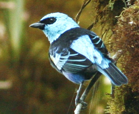 Blue-neckedTanager2