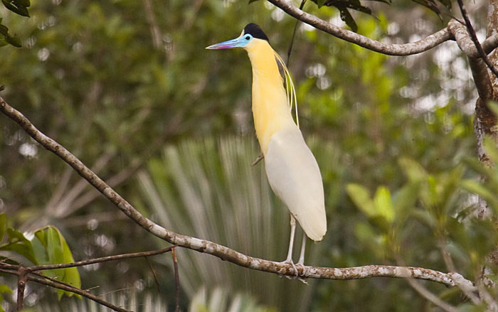 Capped_Heron_SB