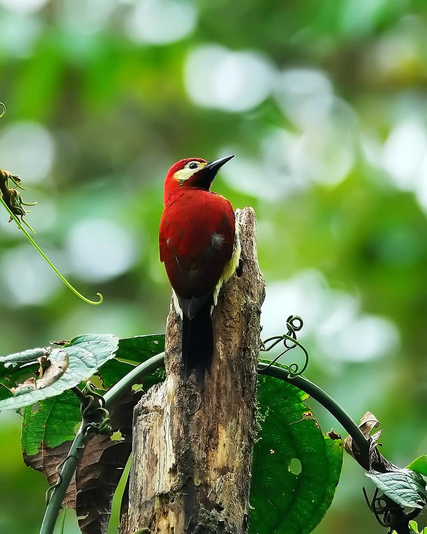 Crimson-mantled_Woodpecker_TK_2