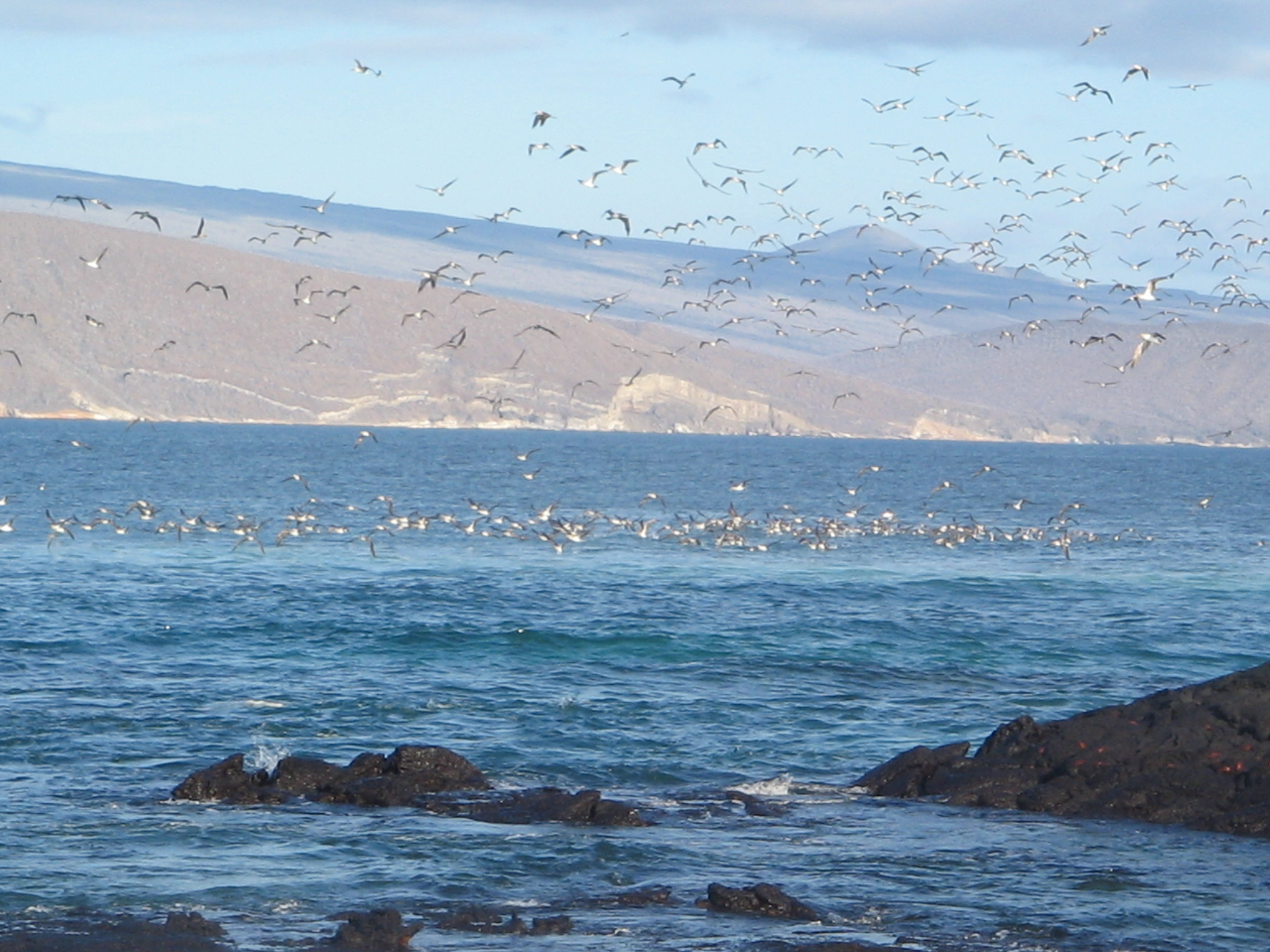 Galapagos_Dic._07_-_208