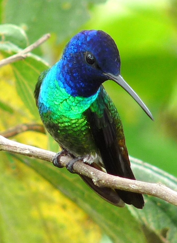 Golden-tailed_Sapphire_-_Ecuador_ws