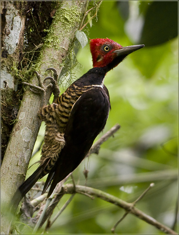 Guayaquil-Woodpecker_DMB