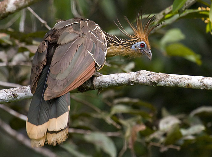 Hoatzin_SB