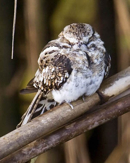 Ladder-tailed_Nightjar_SB