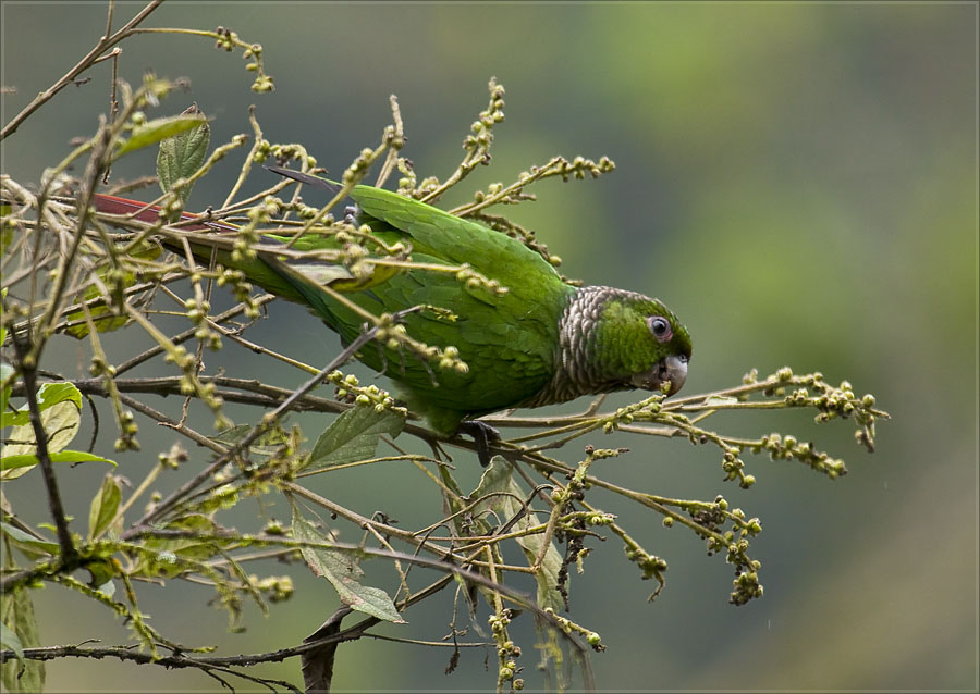 Maroon-tailed-Parakeet_DMB