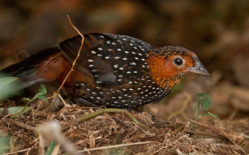 Ocellated-Tapaculo-Dusan-Brinkhuizen_(3)