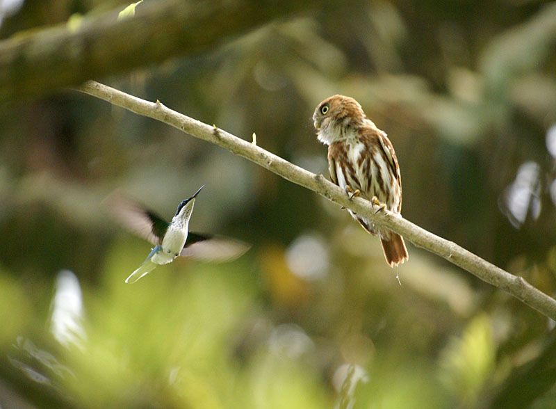 Pacific_Pygmy-owl