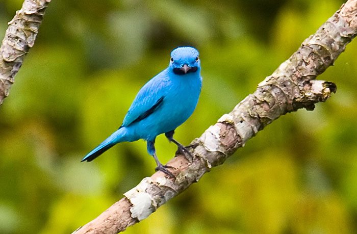 Plum-throated_Cotinga_SB