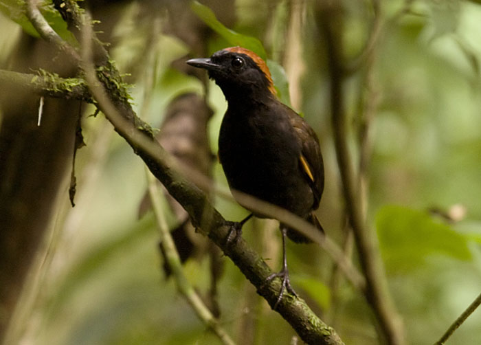 Rufous-capped_Antthrush_SB