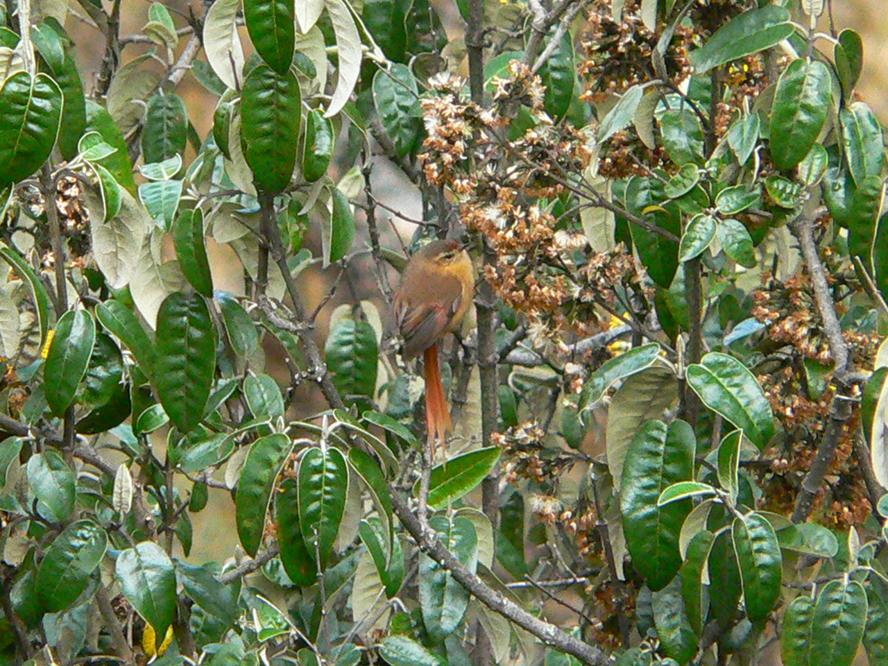 Tawny_Tit-Spinetail