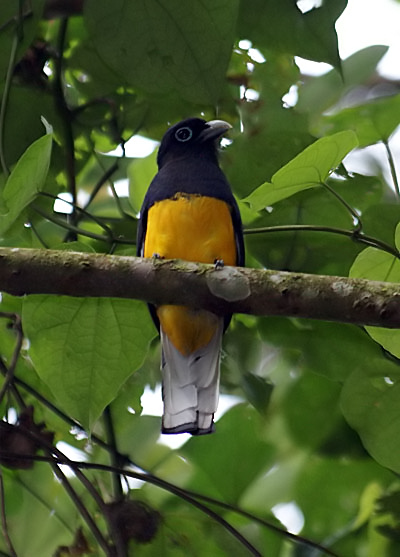 Western_White-tailed_Trogon_DB