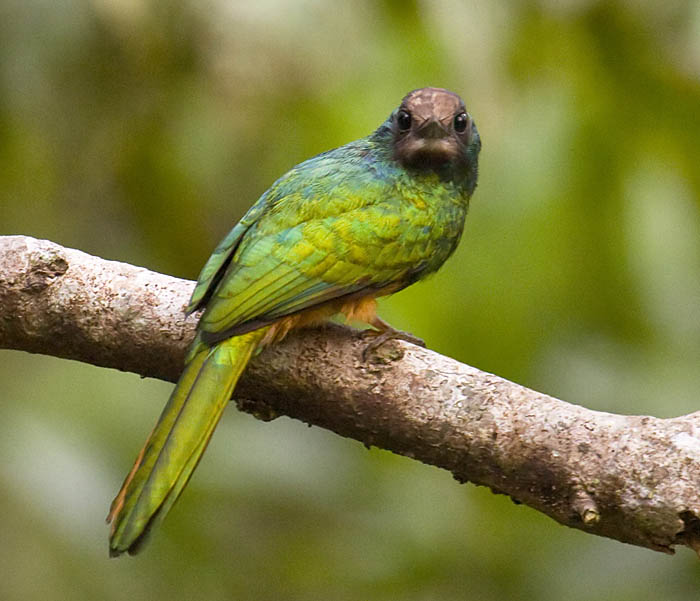 White-chinned_Jacamar_SB