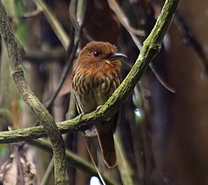 White-whiskered_Puffbird_DB