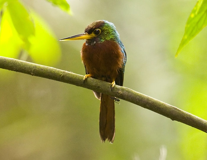 Yellow-billed_Jacamar_SB