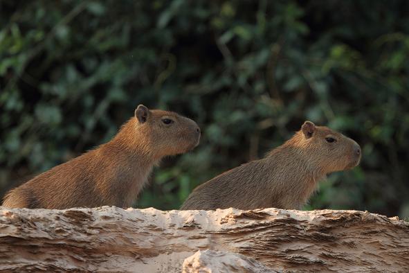 capibarab