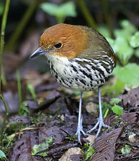 cc_antpitta_sb_filtered