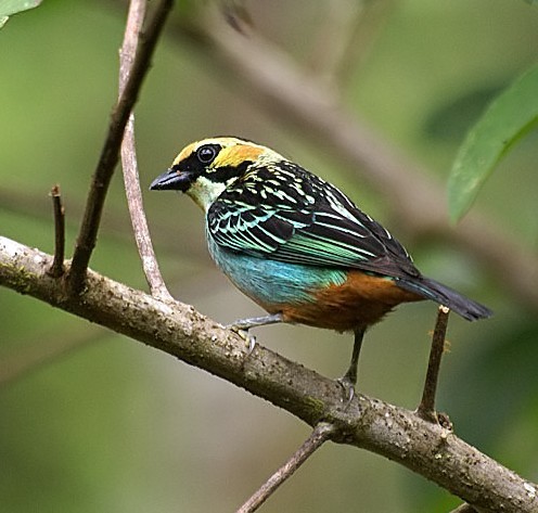 tanager_DB_filtered